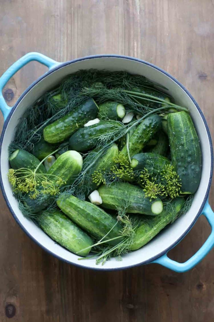 Preparing the pickles in a bowl with dill and garlic.