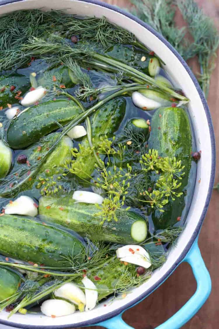 Refrigerator pickles in a bowl with dill, garlic, and seasoning.